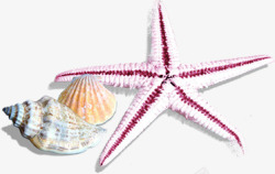 摄影海边的贝壳海星素材