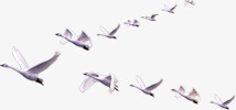 海燕海鸥高清图片