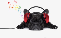 黑狗听音乐的狗高清图片