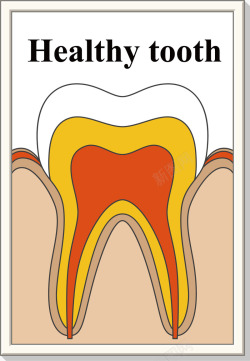 牙齿器官素材