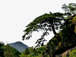 山东景点泰山迎客松高清图片