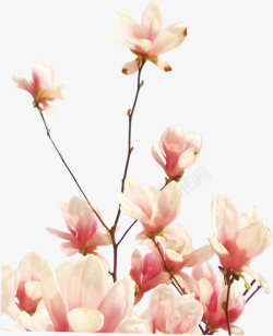 粉色淡雅可爱春天花朵素材