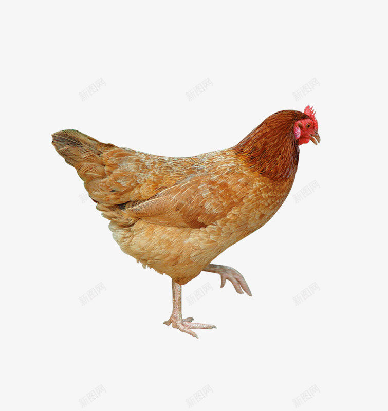 下蛋母鸡png免抠素材_88icon https://88icon.com 动物 家禽 山鸡 母鸡
