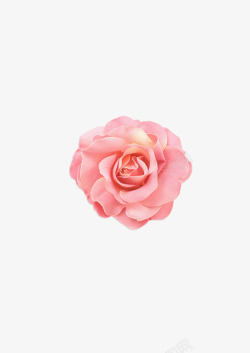 实物摄影一朵粉色月季花素材