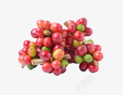 红色一堆成熟的咖啡果实物素材