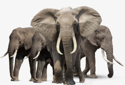 强大魁梧的非洲象家族素材