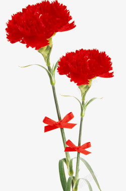 透明红色康乃馨花朵素材