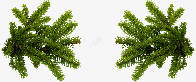 圣诞节的松枝psd免抠素材_88icon https://88icon.com PNG免抠图下载 Xmas merry 松柏 植物 装饰