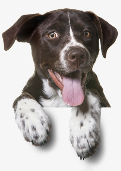 大头狗狗卡通吐舌头的狗高清图片