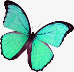 合成水彩绿色荧光蝴蝶素材
