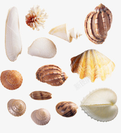 海螺贝壳样式素材