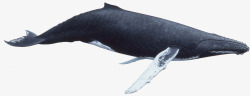 海里的鲸鱼素材