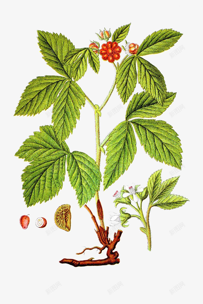 悬钩子属植物手绘png免抠素材_88icon https://88icon.com 中草药手绘 悬钩子属植物手绘 植物 水果 浆果插画 荆棘 药草