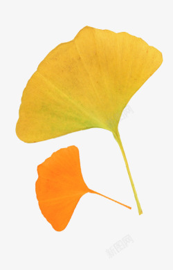 秋天落叶银杏树叶素材