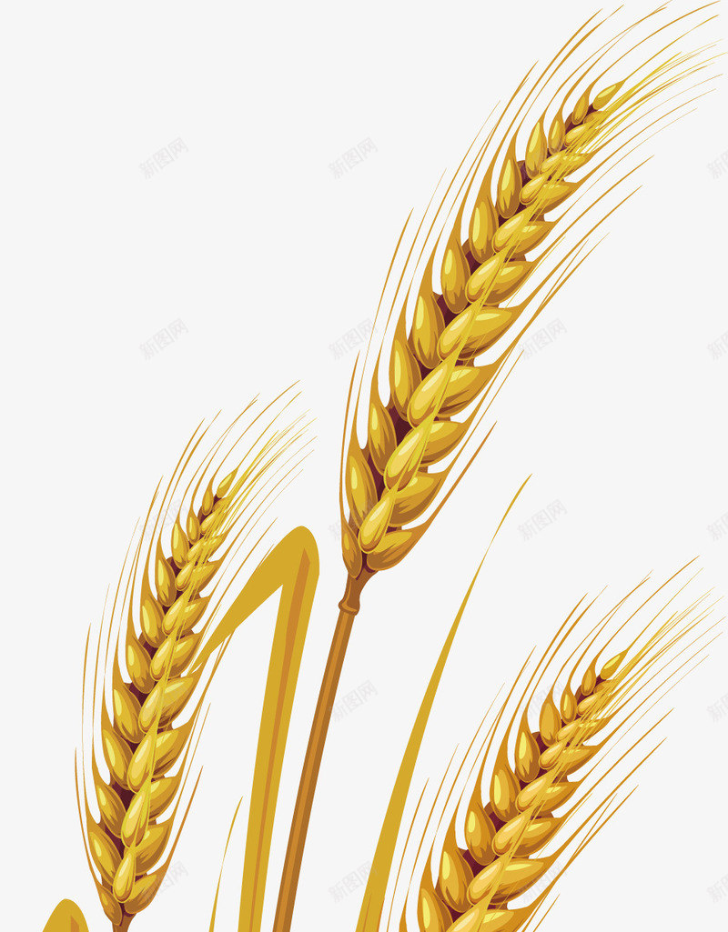 小麦png免抠素材_88icon https://88icon.com 绿色食品 蔬菜 麦子