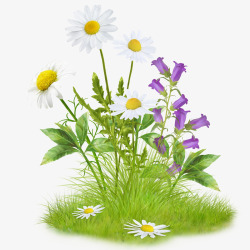 白色立体图案实物草地野花白色小菊花铃铛花高清图片