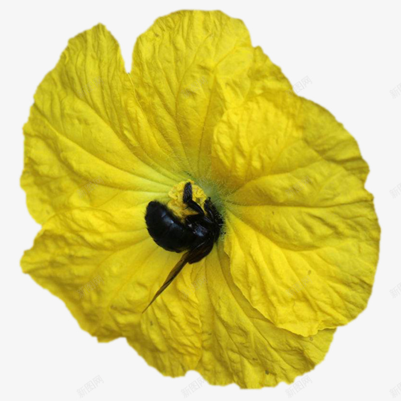 小蜜蜂在丝瓜花上采蜜图png免抠素材_88icon https://88icon.com 丝瓜花 小蜜蜂在丝瓜花上采蜜免抠图 摄影 昆虫 植物 生物景观 花粉 蜜蜂 黄色