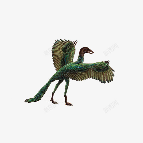 始祖鸟png免抠素材_88icon https://88icon.com 侏罗纪 化石 恐龙 绘画