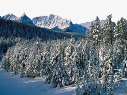 冬天的松树林素材