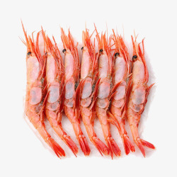 进口虾熟冻北极甜虾刺身高清图片