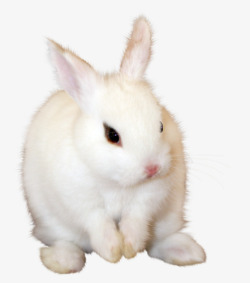 皮毛光滑兔子高清图片