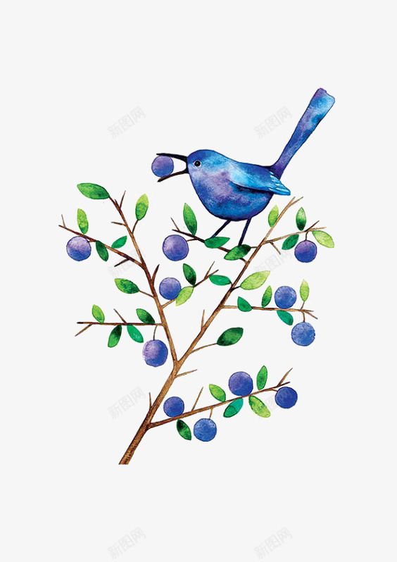 吃果子的鸟png免抠素材_88icon https://88icon.com 手绘小鸟 果子 植物 水彩插画 蓝莓