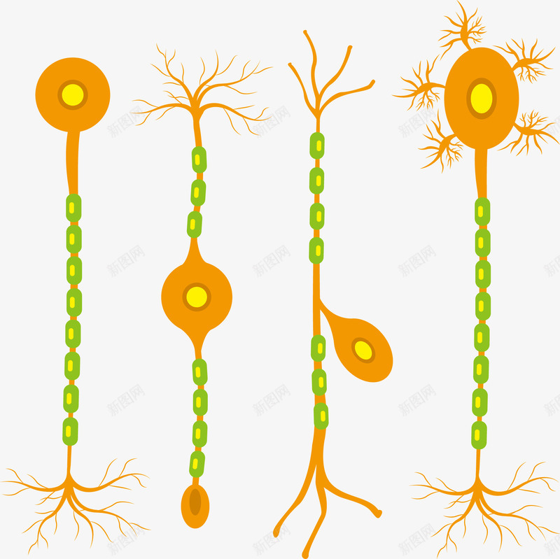 彩色生物神经细胞png免抠素材_88icon https://88icon.com 医学细胞 可爱 彩色 研究