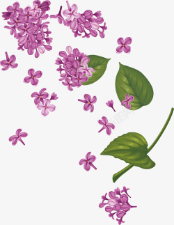 绿枝水彩画紫荆花高清图片