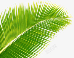 绿色植物棕榈叶子素材