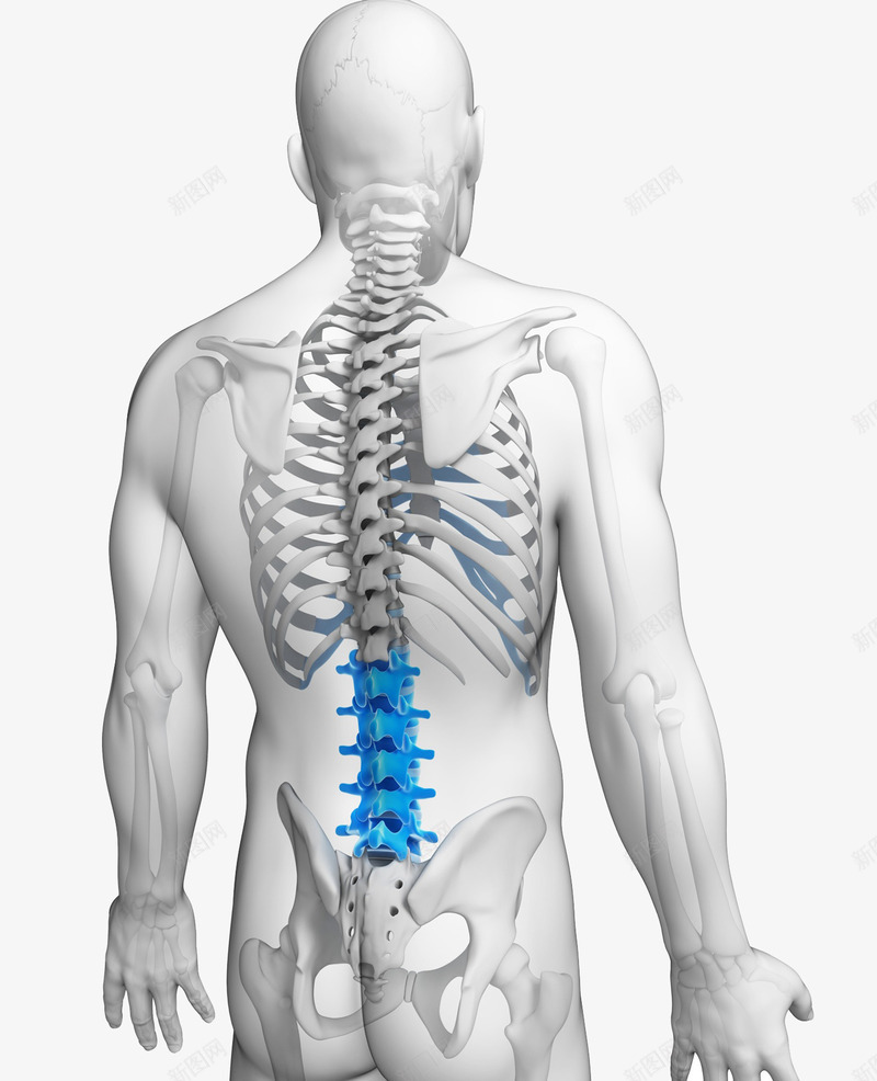 人体骨骼医疗插图png免抠素材_88icon https://88icon.com 人体肌肉骨骼 人的骨头 医学 尾骨 肋骨 腰椎