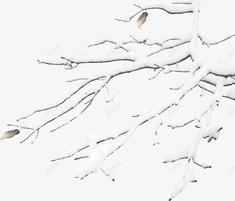 冬天中的树枝png免抠素材_88icon https://88icon.com 冬天 创意 简约 雪景