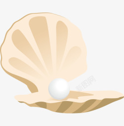 贝壳里的白色珍珠素材