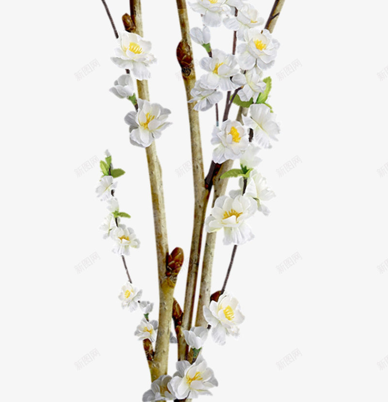 花枝png免抠素材_88icon https://88icon.com 叶子 枝干 树枝 白色鲜花 花朵 鲜花