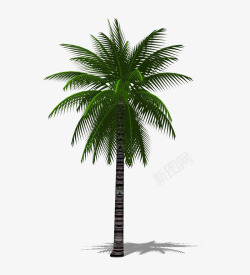 一棵3D棕榈树素材