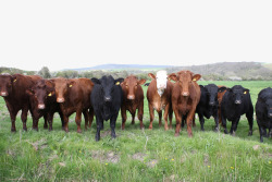 放牧牧场牛群高清图片