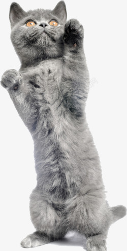 摄影把爪子的灰色小猫素材