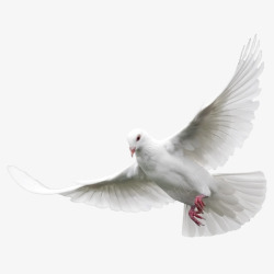 动物虫子飞白色鸽子高清图片