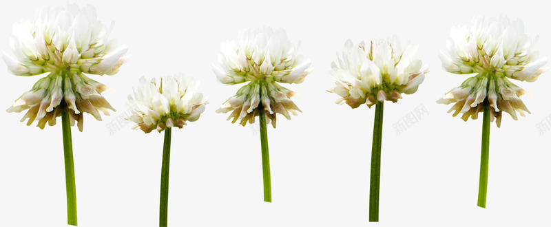 白色精致卡通花朵植物png免抠素材_88icon https://88icon.com 卡通 植物 白色 精致 花朵