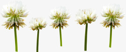 白色精致卡通花朵植物素材