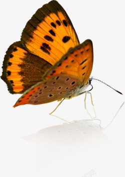 蝴蝶主题手抄报素材