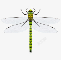 背部的蜻蜓卡通手绘精致背部蜻蜓高清图片