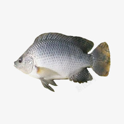 食用鱼鳟鱼鱼类高清图片