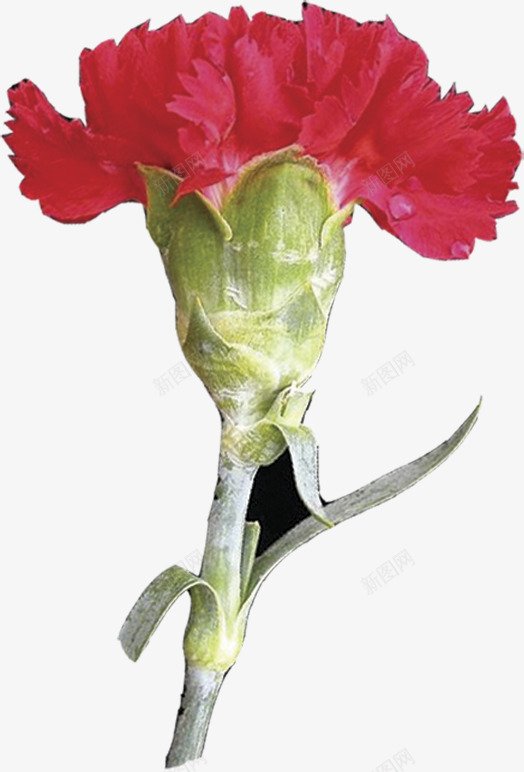 春季红色梦幻母亲节花朵png免抠素材_88icon https://88icon.com 春季 梦幻 母亲节 红色 花朵