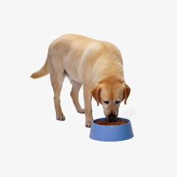 狗狗吃饭吃饭的狗狗高清图片