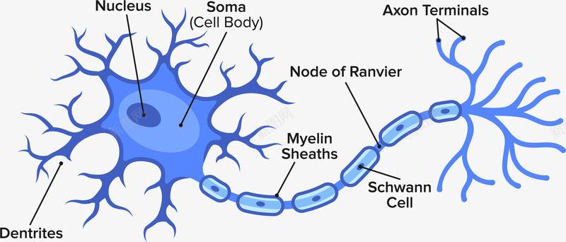 蓝色生物神经细胞png免抠素材_88icon https://88icon.com 人体组成 人体细胞 卡通风格 生物 矢量细胞 细胞