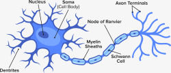 蓝色生物神经细胞素材