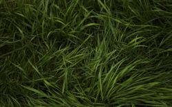 杂草丛生自然植物素材