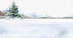 雪地上的绿树雪地上的柏树高清图片
