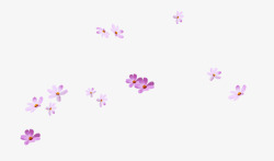 紫红色花朵小雏菊花素材