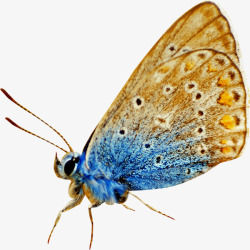 动物实拍昆虫黄色眼状蝴蝶实拍高清图片